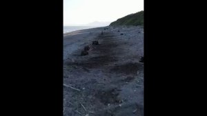 Камчатка. мишки на краю земли