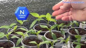 Бледные листья и плохо растут! Срочно делаю подкормку