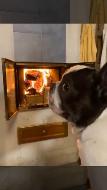 Камин и верный друг#камин #bulldog #французкийбульдог #дро