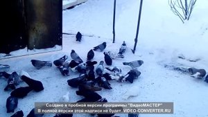 Николаевские голуби (Самарская область)