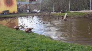 🦆 🦆 🦆