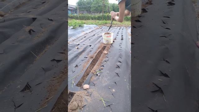 Супер посадка Моркови в грядку под укрывной материал)