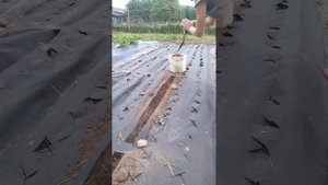 Супер посадка Моркови в грядку под укрывной материал)