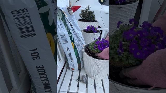 Купила многолетний цветок Обриета 🌸 3.4.25 год Германи? смотреть онлайн