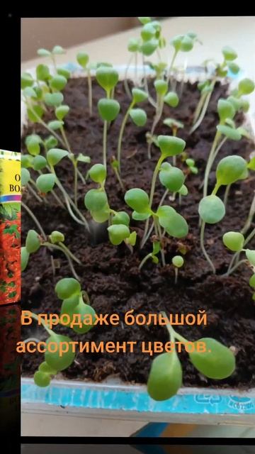 В продаже большой ассортимент семян цветов. #садоводн? смотреть онлайн