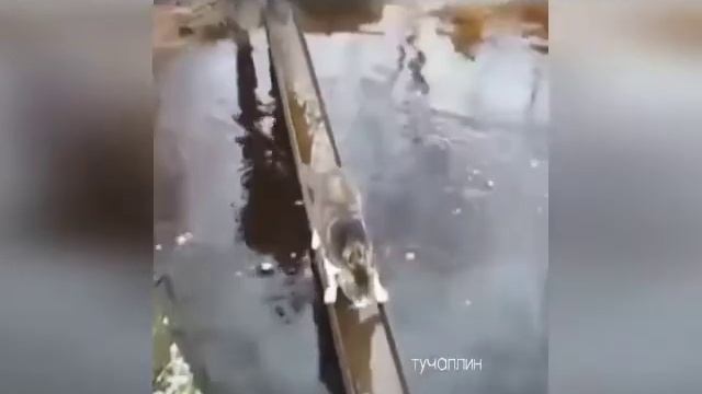 Смешные приколы на карантине  по пробуй не засмеятся