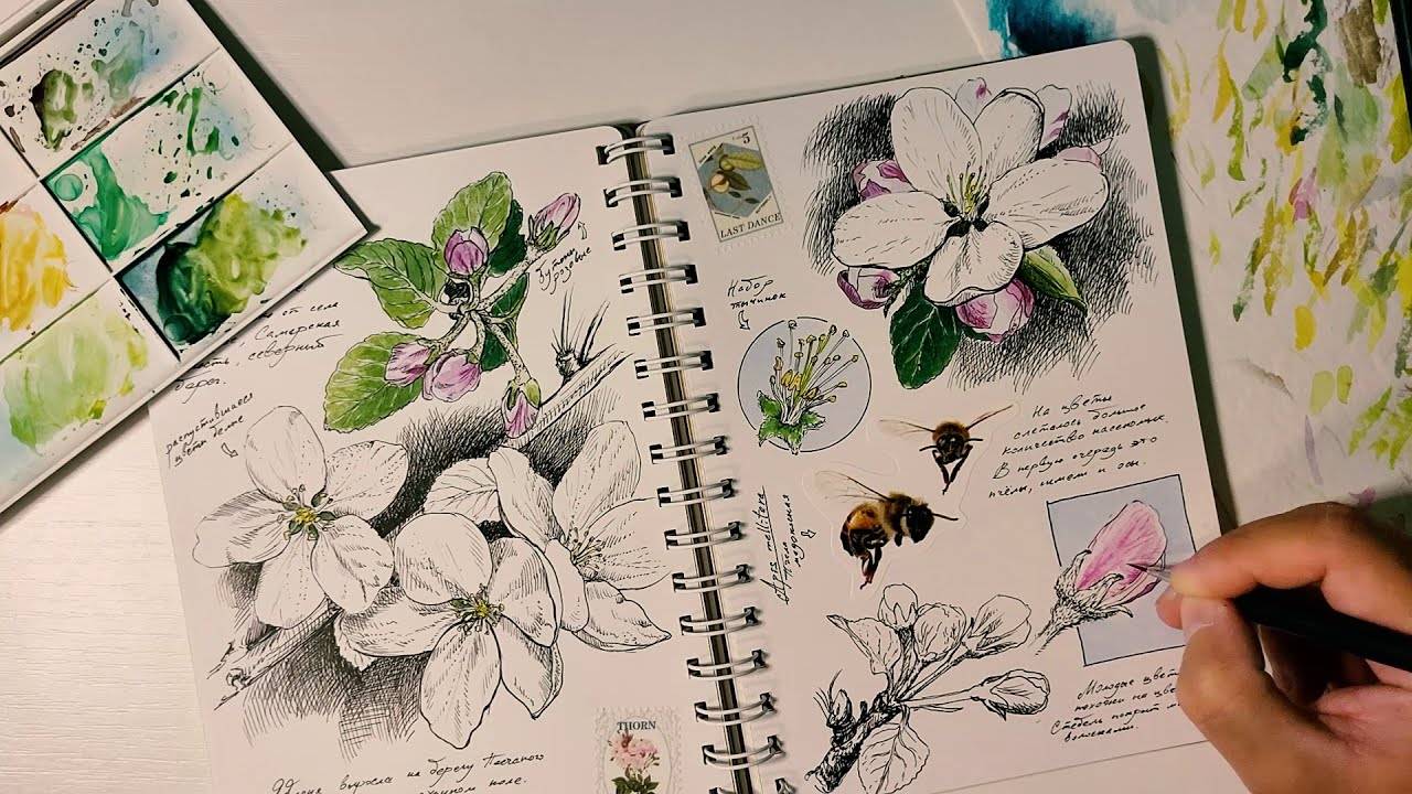 От наброска до шедевра: Легкий способ нарисовать натуралистичную яблоню смотреть онлайн