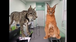 Каракал Шлёпа рассказывает анекдот