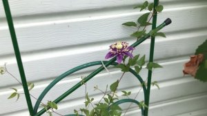 Убийственная красота. Клематис #тайга