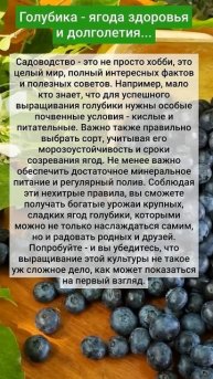 Голубика - ягода здоровья и долголетия...
