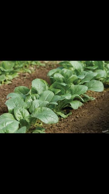 21 декабря 2024 г. На одной грядке смотреть онлайн