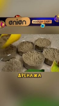 Мужчина выростил лук в бутылке