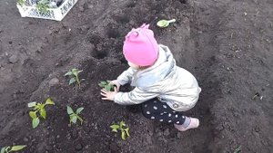 Высадка рассады перцев в открытый грунт