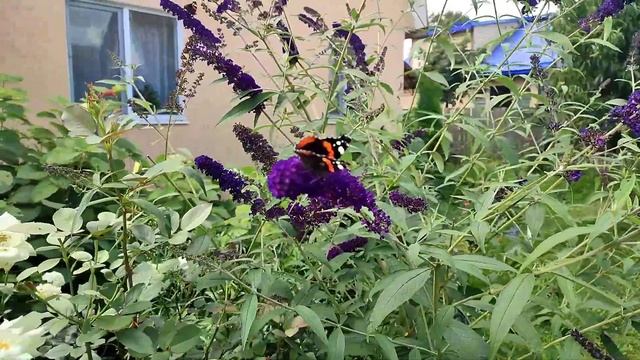 Буддлея Давида сорт Дартс Папиллон Блю смотреть онлайн