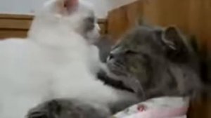 Котик усыпляет другого котика Юмор! Прикол! Смех