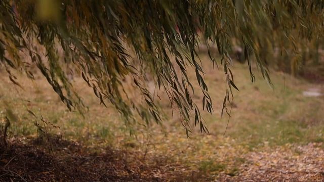 #11 історія листопадова: мистецтво бути в тиші смотреть онлайн