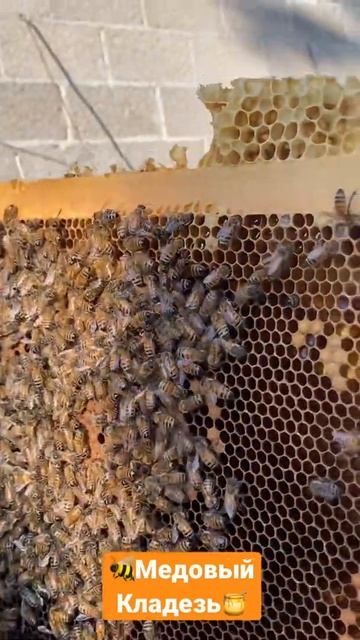 В крупных ячейках матка откладывает трутней
