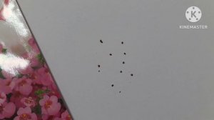 Диасция. Выращивание рассады Диасции из семян.