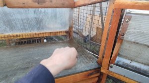 Отличная клетка шед для кроликов. Маточник