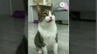 Мята смотрит вверх и вниз 5 минут