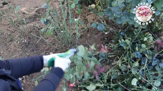 ЧЕРЕНКОВАНИЕ РОЗ ПОСЛЕ ОБРЕЗКИ ОСЕНЬЮ. ПРОСТОЙ СПОСОБ