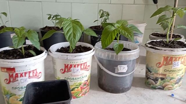 Закончила пересадки томатов и перцев смотреть онлайн