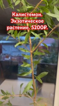 ❤️Экзотическое растение Калистемон. Невероятно крас