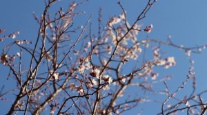 Стихотворение "Вишня". Михаил Исаковский