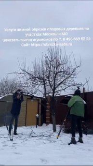 Услуги зимней обрезки плодовых деревьев в Москве и МО.