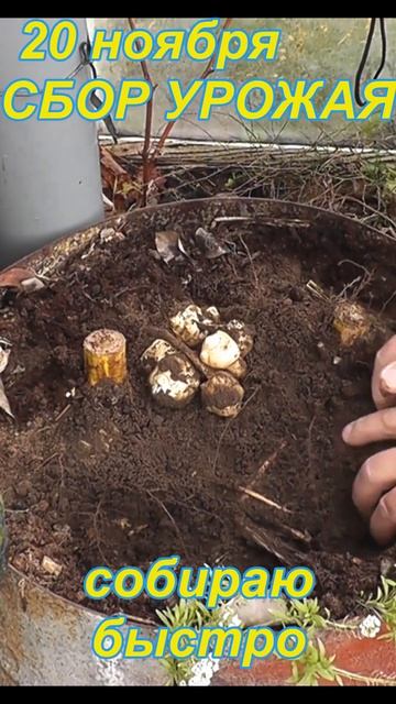 ТОПИНАМБУР от А до Я смотреть онлайн