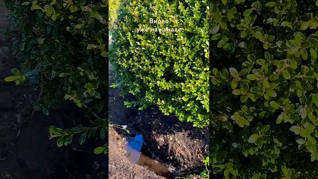 Это надо учитывать при посадке растений 🌿 Mein Garten 🏡 смотреть онлайн