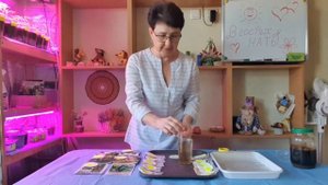 БЫСТРЫЙ способ подготовки семян огурцов, кабачков и б?