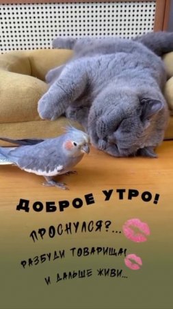 Доброе утро.