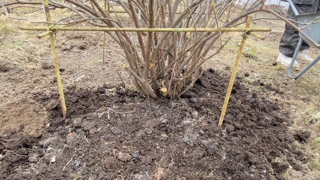 Лучшие Подкормки Для Смородины Весной Чтобы Получить