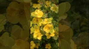 Курильский чай - Природный антибиотик в вашем саду! #Ку