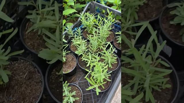 Лаванда из семян. Черенкование. Результат 👍 смотреть онлайн