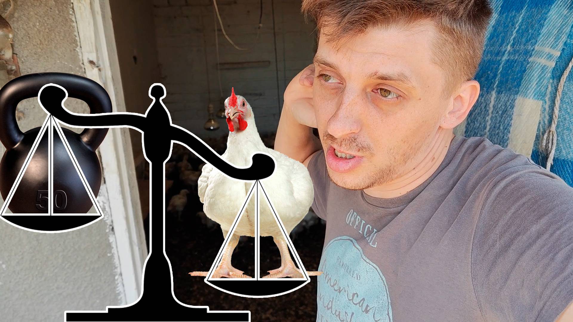 Вес бройлеров и перепёлок по дням – реальные цифры в моём хозяйстве!