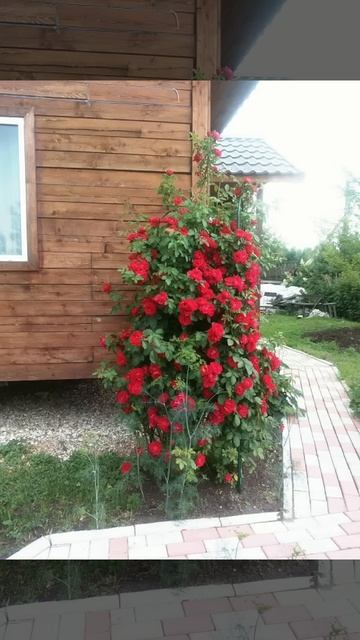 Плетистая роза.посадка 2013г смотреть онлайн