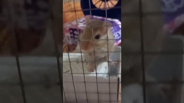 Смешные домашние girl мыши 2018 смотреть онлайн