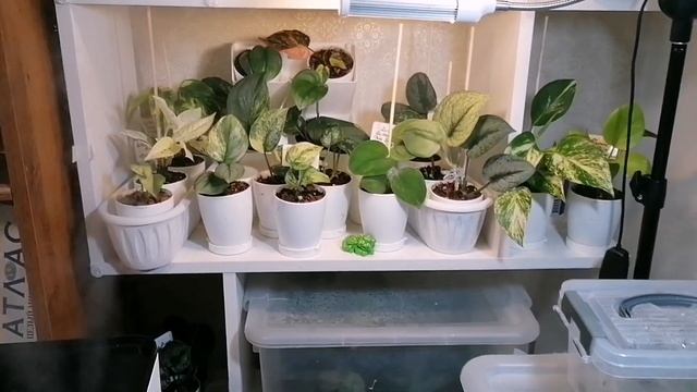 Осенние хлопоты:🍁 ПОДГОТОВКА 🌿 растений к зиме. ДЕЛЮ