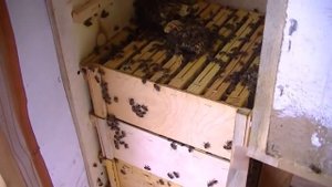 СОТОВЫЙ МЁД АЛЬПИЕЦ