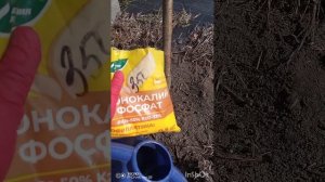 Заключительные подкормки плодово-ягодных, для хороше?