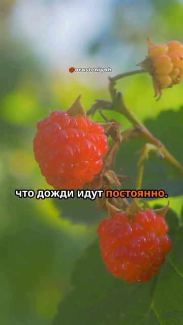 Как ухаживать за малиной осенью: советы садоводов