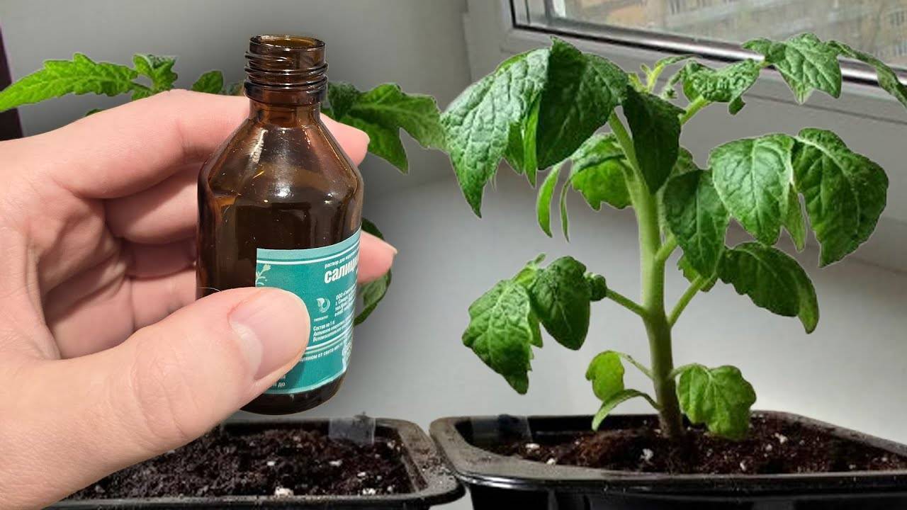 🌱 КАК ВЫРАСТИТЬ ТОЛСТУЮ КОРЕНАСТУЮ РАССАДУ – СЕКРЕТЫ МЕГАУРОЖАЯ!