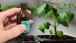 🌱 КАК ВЫРАСТИТЬ ТОЛСТУЮ КОРЕНАСТУЮ РАССАДУ – СЕКРЕТЫ МЕГАУРОЖАЯ!