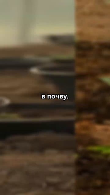 Теплица в марте, что посадить в первую очередь? #садово