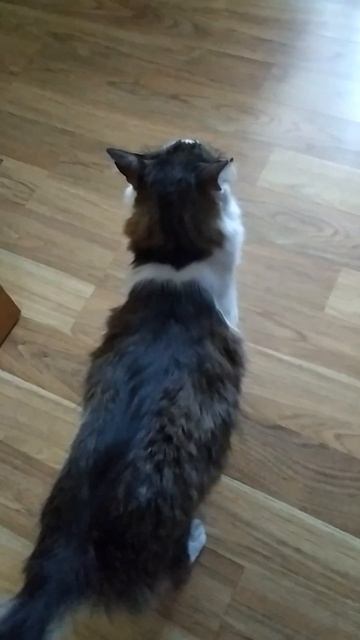 Семен 52 частина #youtubeshorts #youtube #мем #стандофф2 #dance #вокза? смотреть онлайн