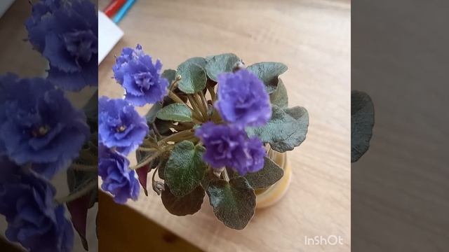 Blue Scoundrel -первое цветение фиалки. смотреть онлайн