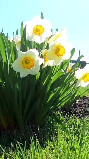 Нарциссы в Сибири🌷🌼🌺🌱 смотреть онлайн