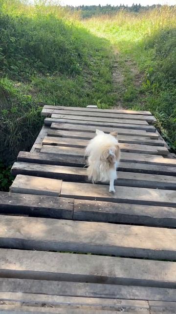 Почему маленьких собак называют КРЫСАМИ #собаки #приколы #юмор #чихуахуа #shorts смотреть онлайн